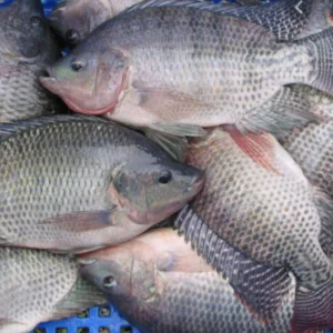 Tilapia (5.50)