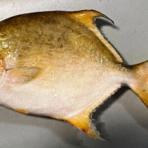 Golden Pomfret Whole 1kg